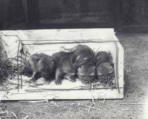 ジャッカルの子犬の箱、1915 作： Frederick William Bond